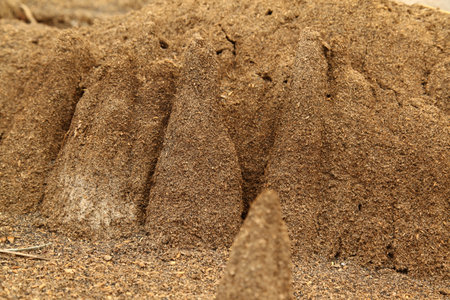 Anthill on the ground, closeup of photo, natural backgroundの写真素材
