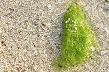 Green algae on the beach. Close-up. Nature background.