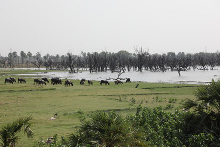 Buffalo in the field, South East Asiaの写真素材