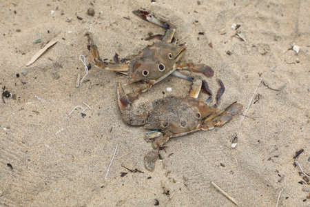 crab on the beach of the sea, closeup of photoの写真素材