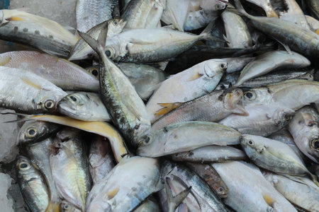 Fresh mackerel fish for sale at fish market, Thailand.の写真素材