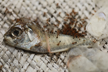 Dead fish on a white background. Dead fish. Dead fish.