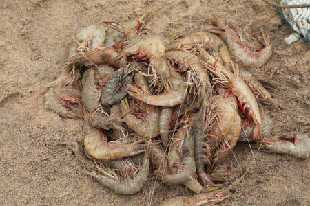 Fresh prawns on the beach in thailand. Close up.の写真素材