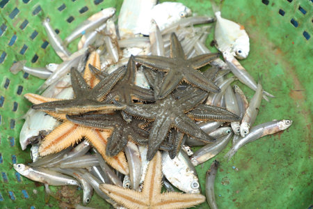 Fresh fish in the local market, Thailand. Fresh fish in the local market.の写真素材