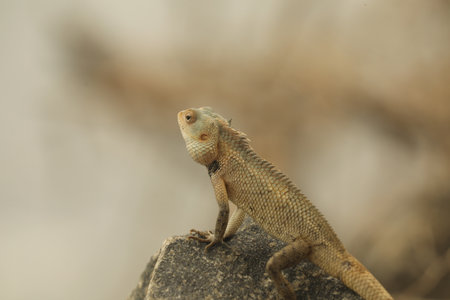 Close up of a small lizard on a rock, Sri Lanka.の写真素材