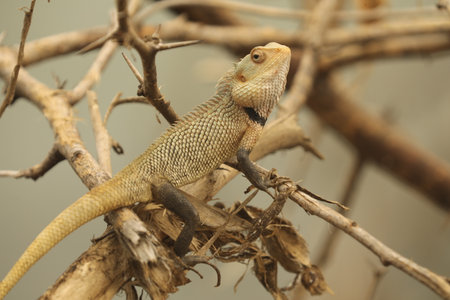 Close-up of a lizard on a branch in the wild.の写真素材