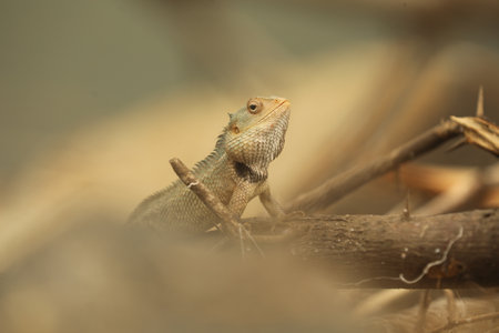Close-up of a lizard on a branch in the forest.