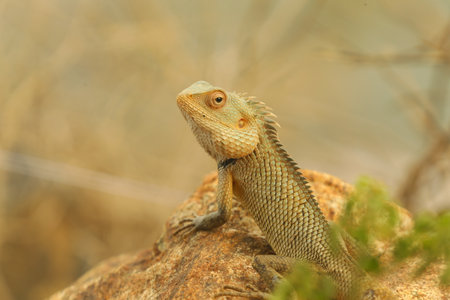 Bearded Dragon, Pogona vitticeps, on a rockの写真素材