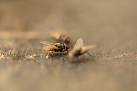 Fly mating on a wooden surface. Macro shot. Shallow depth of field.の写真素材