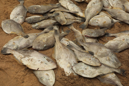 Fish drying in the sun on the beach in Vietnam. Close up.の写真素材