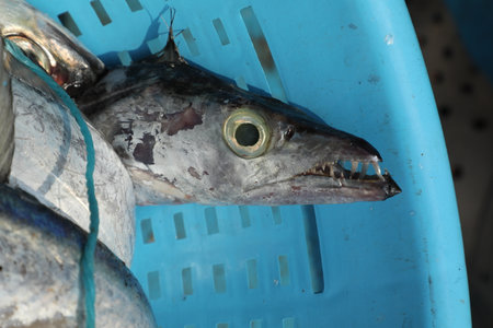 Close up of the head of a tuna fish in a blue plastic basket
