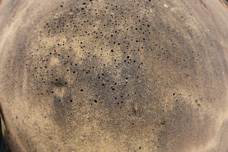 close up of black holes on the surface of a sea vase