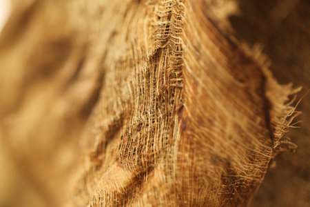 Macro detail of a palm tree bark. Selective focus.の写真素材