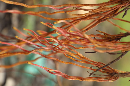 close up of a branch of a tree in the gardenの写真素材
