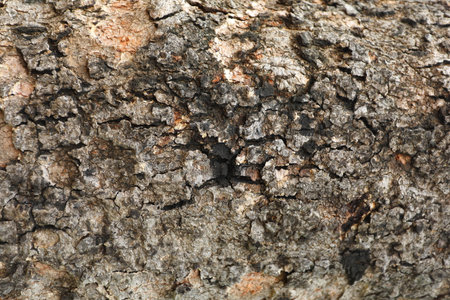 The texture of the bark of an old tree close-up.の写真素材