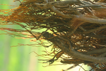 Roots of a tree in the forest, closeup of photoの写真素材