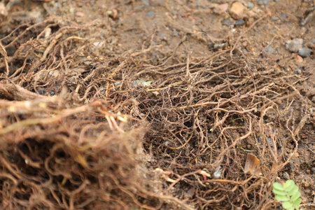 Close up of roots of ginseng tree in the garden.の写真素材