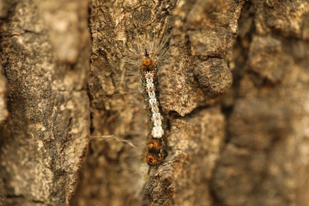 Caterpillar on the bark of a tree in nature. macroの写真素材