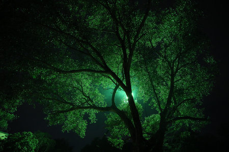 Tree in the forest at night with full moon and green leaves.の写真素材