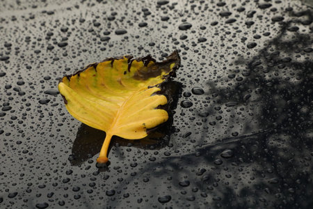 Yellow leaf with water drops on the surface of the black car.の写真素材