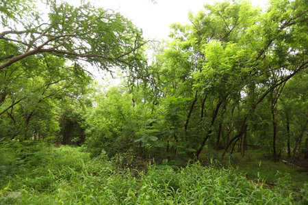 green forest in summer, closeup of photo, computer generated imagesの写真素材