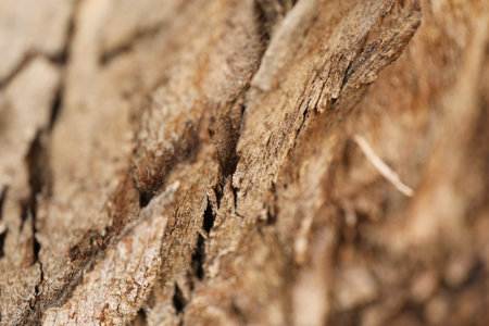 Close up of the bark of a tree as a background. Macroの写真素材