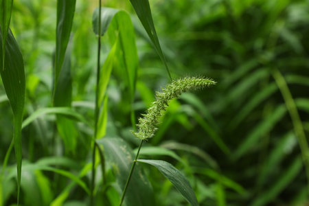 Grass flower in the garden with nature background, soft focus.の写真素材