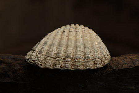 Sea shell on a dark background close-up. Macro photography.の写真素材