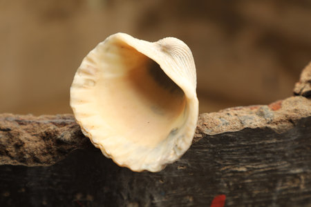 Sea shell on wood background, close-up, macro photo.の写真素材
