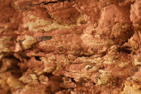 Close up view of an old tree bark. Abstract background and texture for design.