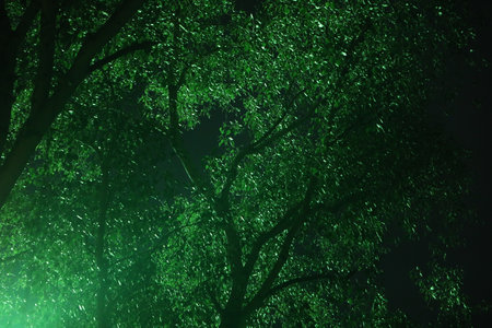 Tree branches with green leaves in the forest at night. Nature background.