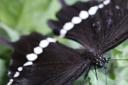 Butterfly on green leaf, close-up, selective focusの写真素材