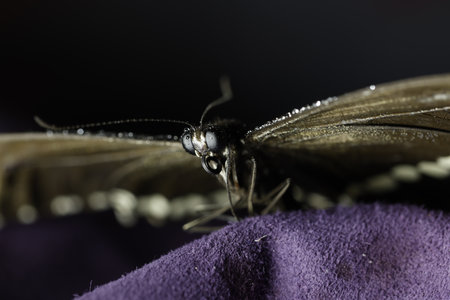 Butterfly on a purple cloth. Macro. Close-up.