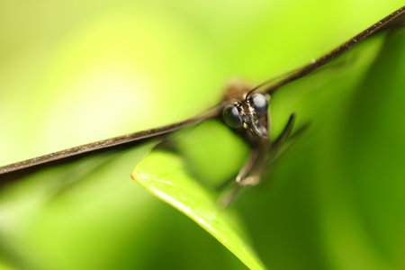 Macro of a dragonfly perched on a leaf in the forest