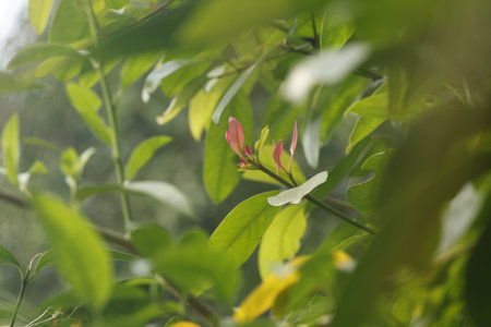 Red flower and green leaf background in the garden,Thailand.