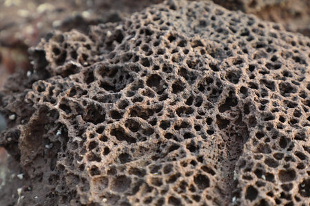 Close-up of a rock with holes in the shape of a heart.