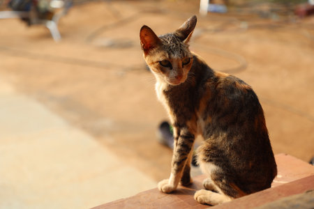 Thai cat in the garden, Thailand. (selective focus)の写真素材