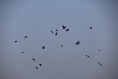 Group of birds in the sky.