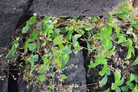 Ivy plant growing on a rock in the wild, Thailand.