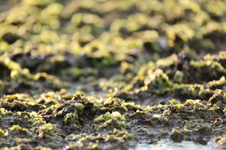 Moss on the surface of the river. Selective focus.の写真素材