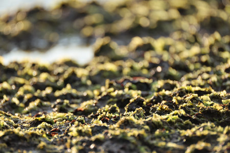 moss on the beach at low tide, closeup of photo