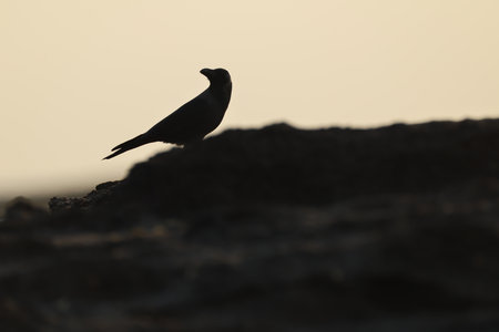 Bird on the rock at sunset in the evening. Shallow depth of field.の写真素材