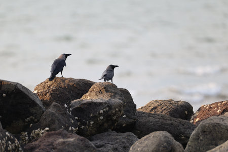 Crows on the rocks at the beach in Galapagos Islandsの写真素材