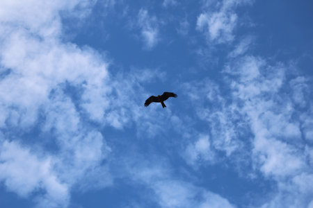 Flying bird in the blue sky with white clouds. Bird in flight.の写真素材
