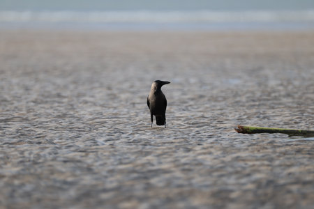 Black cormorant, Phalacrocorax carboの写真素材