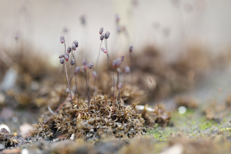 Close-up of small moss on the ground. Shallow depth of field.の写真素材