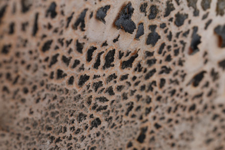 Macro shot of the surface of a mushroom with black spots.の写真素材