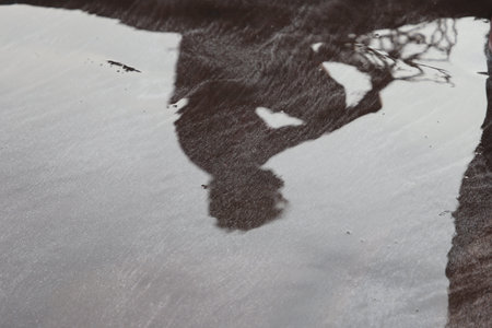 Reflection of a tree in a puddle of water in winterの写真素材