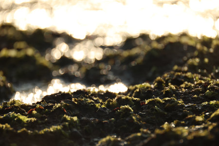 Moss on the beach in the evening. Shallow depth of field.の写真素材