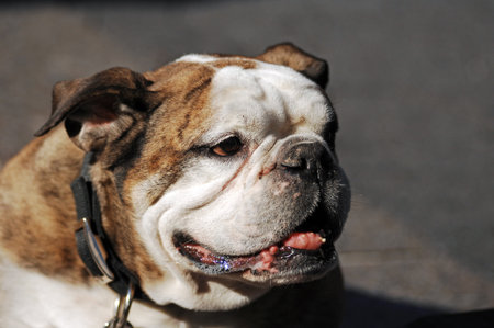english bulldog portrait closeup on the street, shallow depth of fieldの写真素材